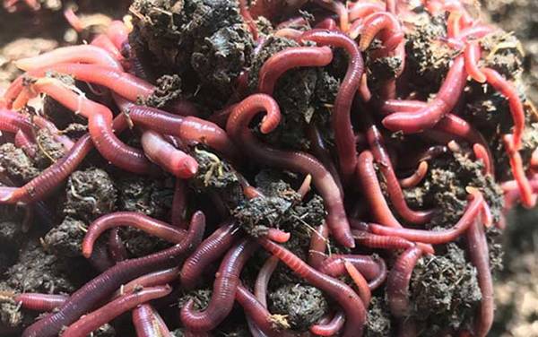 蚯蚓什么时候最好抓?