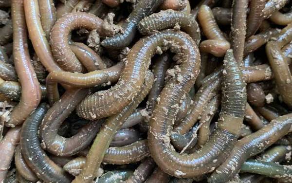 什么地方蚯蚓最多最容易抓?