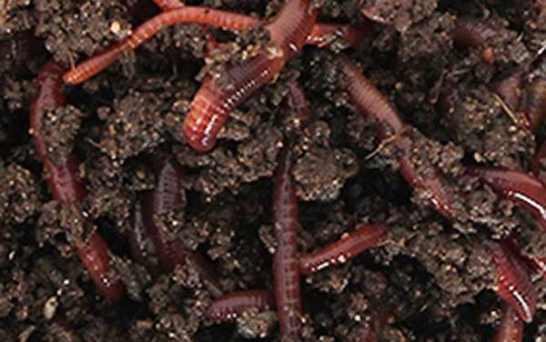 手碰到蚯蚓会感染寄生虫吗?