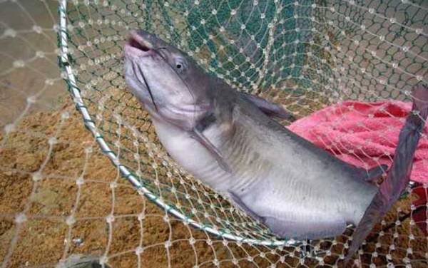 蚯蚓钓什么鱼效果最好?