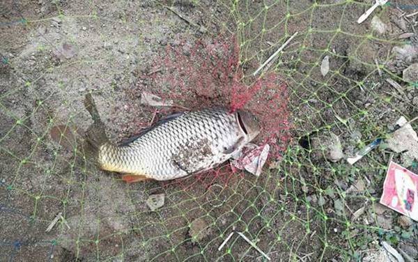 蚯蚓钓什么鱼效果最好?