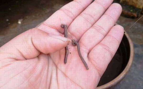 蚯蚓钓鱼好钓吗?