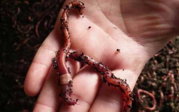 蚯蚓钓鱼好钓吗?