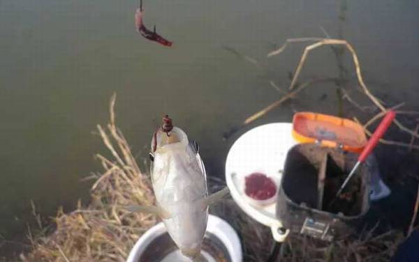 蚯蚓可以钓大鱼吗?