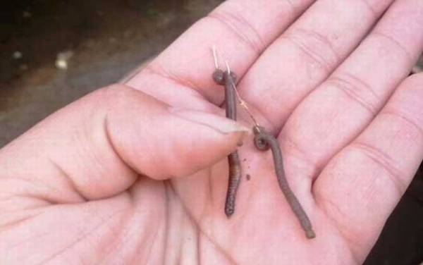 蚯蚓钓鱼好还是饵料钓鱼好?