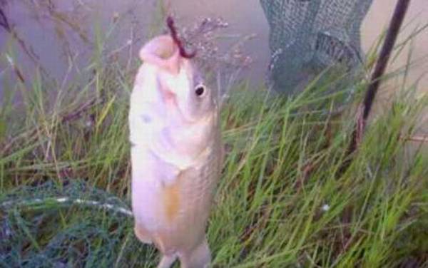 蚯蚓钓鱼好还是饵料钓鱼好?