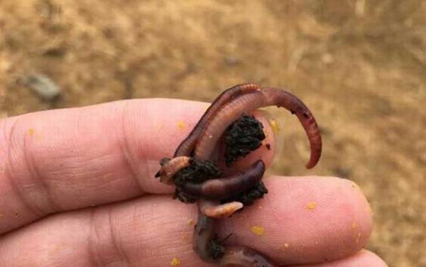 肥水钓鱼饵料好用还是蚯蚓好用?