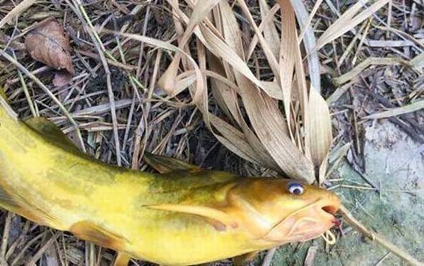 河里钓鱼用蚯蚓好钓吗?