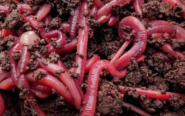 黑坑用蚯蚓钓鱼效果好吗?
