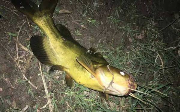 青蚯蚓钓什么鱼最好?