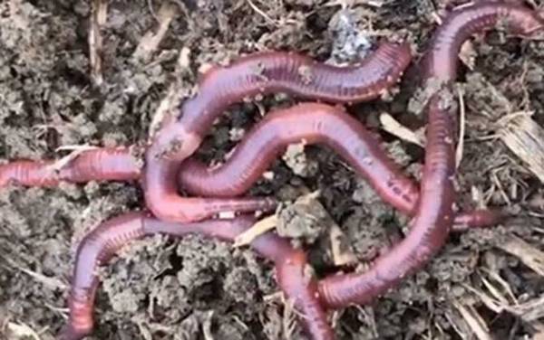 蚯蚓能钓鲢鳙鱼吗?