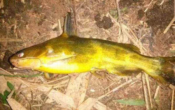 蚯蚓不打窝能钓鱼吗?