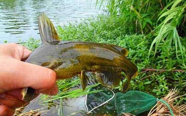 蚯蚓不打窝能钓鱼吗?