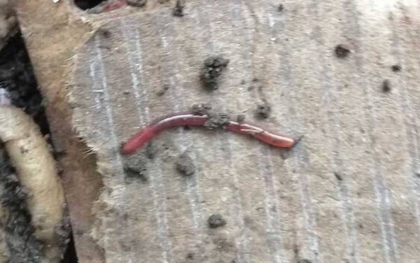 蚯蚓上鱼快还是饵料上鱼快?