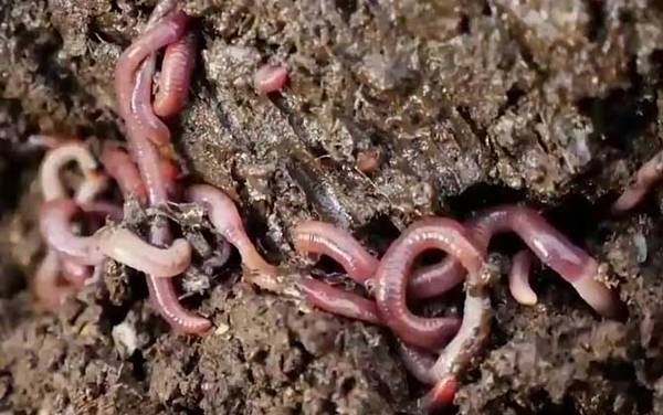 蚯蚓死了还能不能钓鱼?