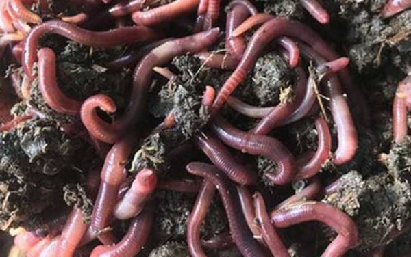 蚯蚓太大适合钓鱼吗?
