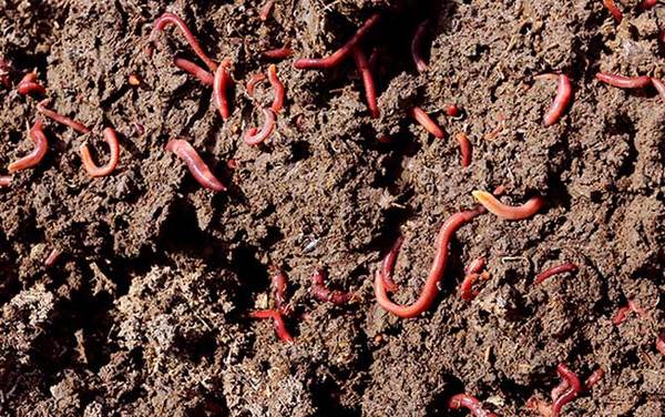 蚯蚓整根是挂头还是尾部?
