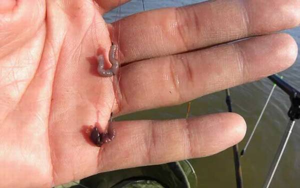 为什么晚上蚯蚓钓鱼没鱼吃?