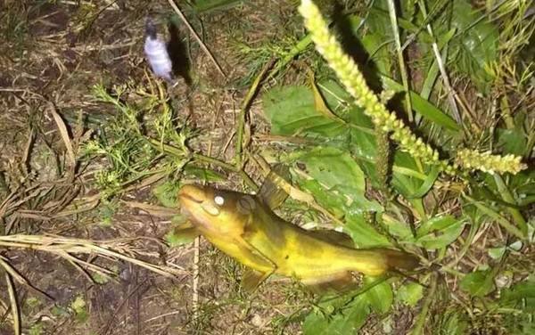 为什么晚上蚯蚓钓鱼没鱼吃?