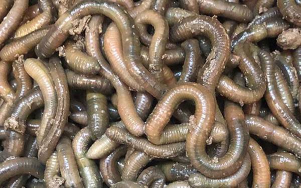 为什么晚上蚯蚓钓鱼没鱼吃?