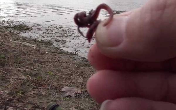 为什么用蚯蚓很难钓到鲤鱼?