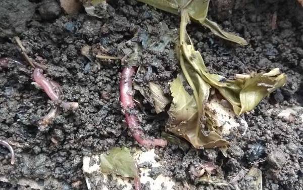 夏季钓鱼用蚯蚓怎么样?