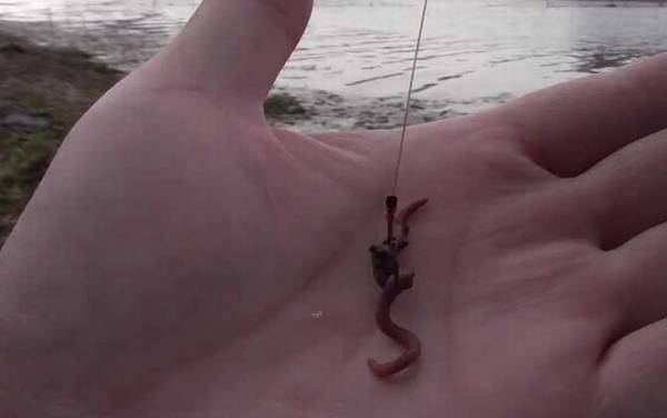 为什么用蚯蚓很难钓到鲤鱼?