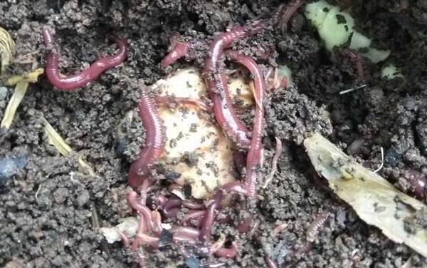夏季钓鱼用蚯蚓怎么样?