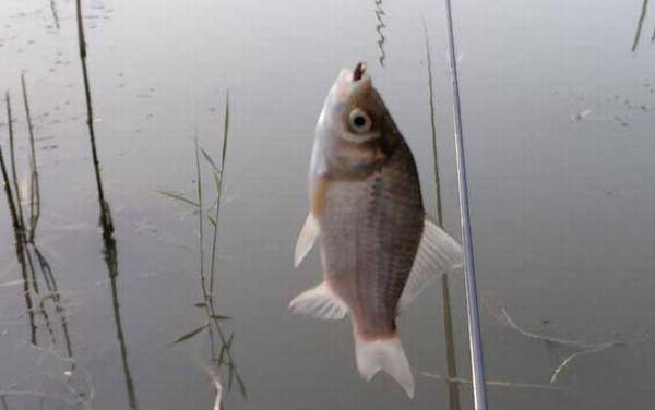 野钓不打窝只用蚯蚓钓好不好?