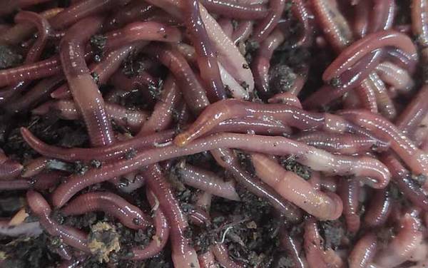 野钓蚯蚓怎么挂钩容易上鱼?