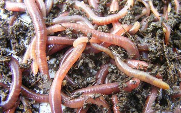 夜钓用蚯蚓没口怎么办?