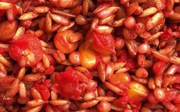 二月钓鱼用什么打窝好?