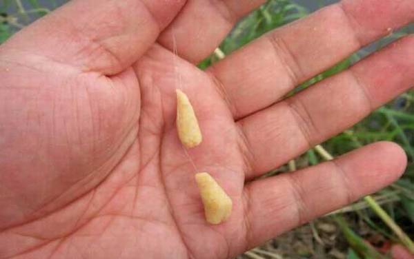 三月份用什么味型饵料钓鱼?