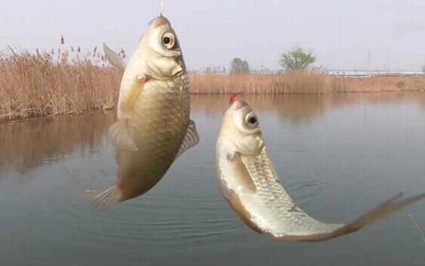 三月份用什么味型饵料钓鱼?