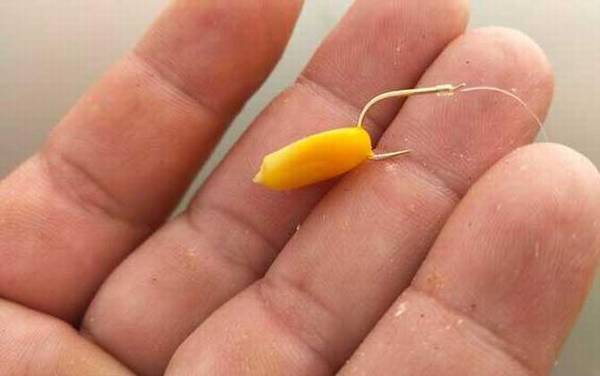 四月份用玉米粒可以钓鱼吗?
