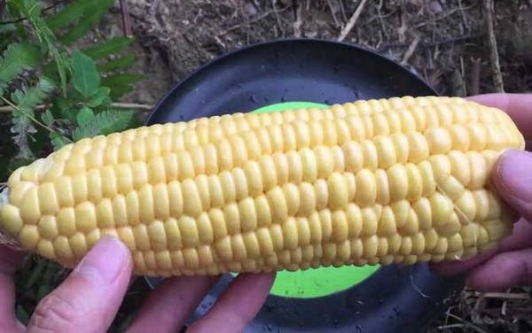 六月钓鱼用什么饵料最好?