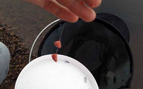 秋季钓鱼用什么饵料最好?