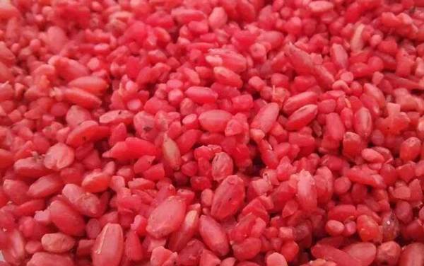 秋季钓鱼用什么窝料最好?