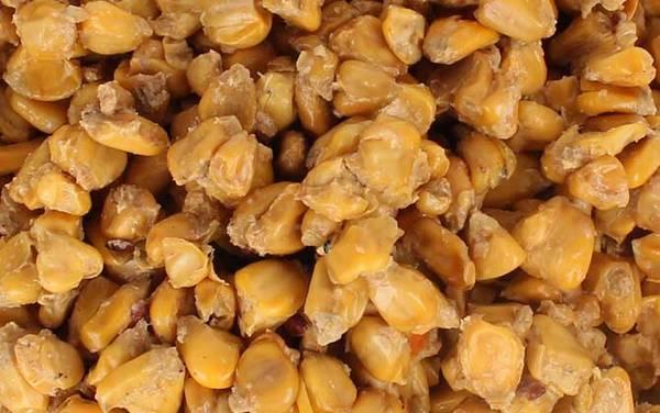 秋季钓鱼用什么窝料最好?