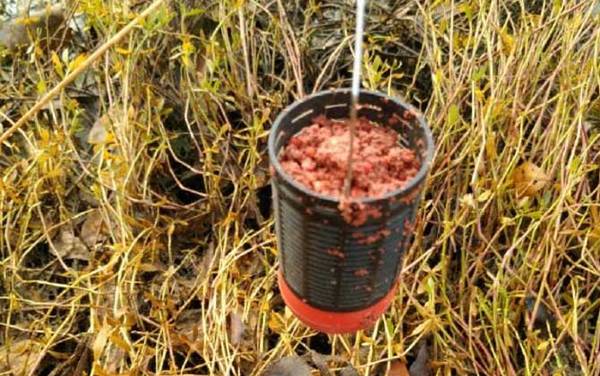 初冬钓鱼用什么打窝好?