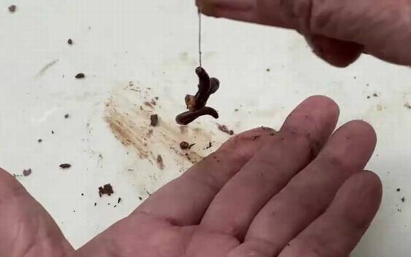 初冬钓鱼用红虫好还是蚯蚓好?