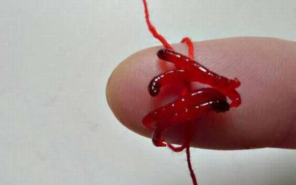 冬季钓鱼什么饵料最适合?