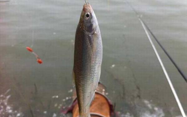 手竿钓白条鱼用什么饵料?