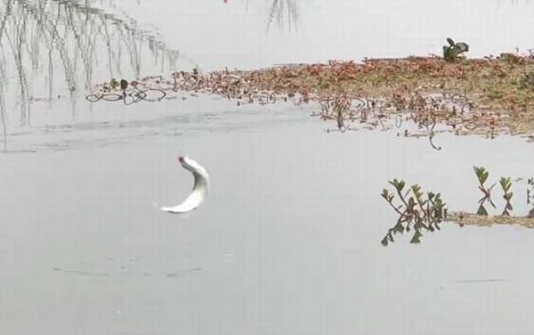 蚯蚓钓白条效果怎么样?