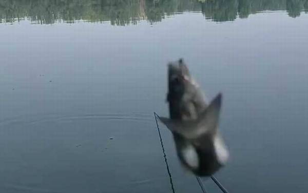 蚯蚓钓白条效果怎么样?