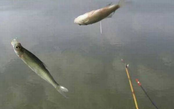 蚯蚓钓白条效果怎么样?