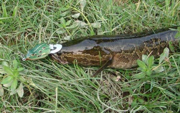 钓黑鱼用假饵好还是真饵好?