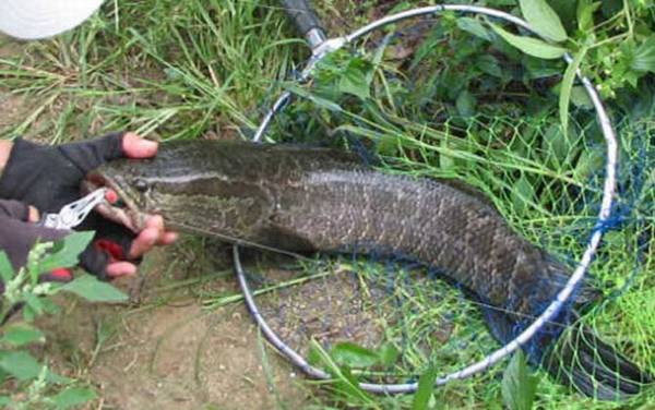 钓黑鱼用什么打窝?