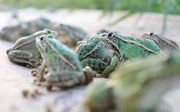 手竿钓黑鱼用什么饵料?