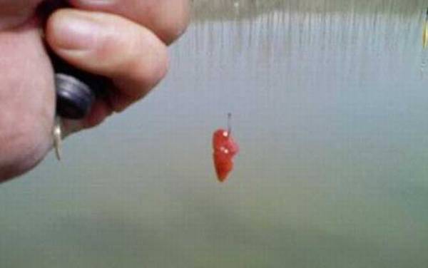 手竿钓黑鱼用什么饵料?